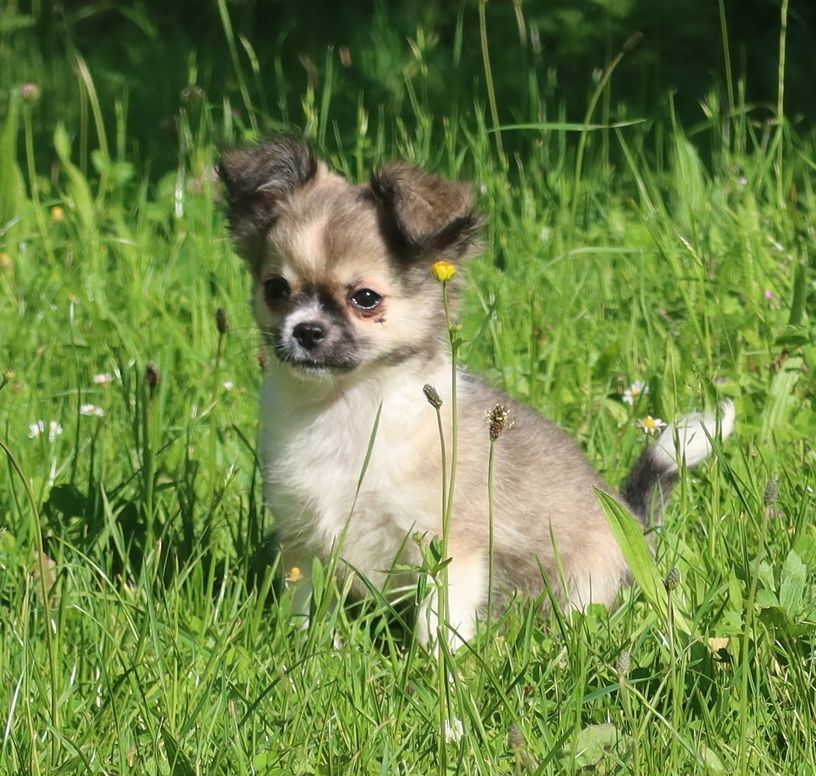Du Doux Mystère - Chiot disponible  - Chihuahua