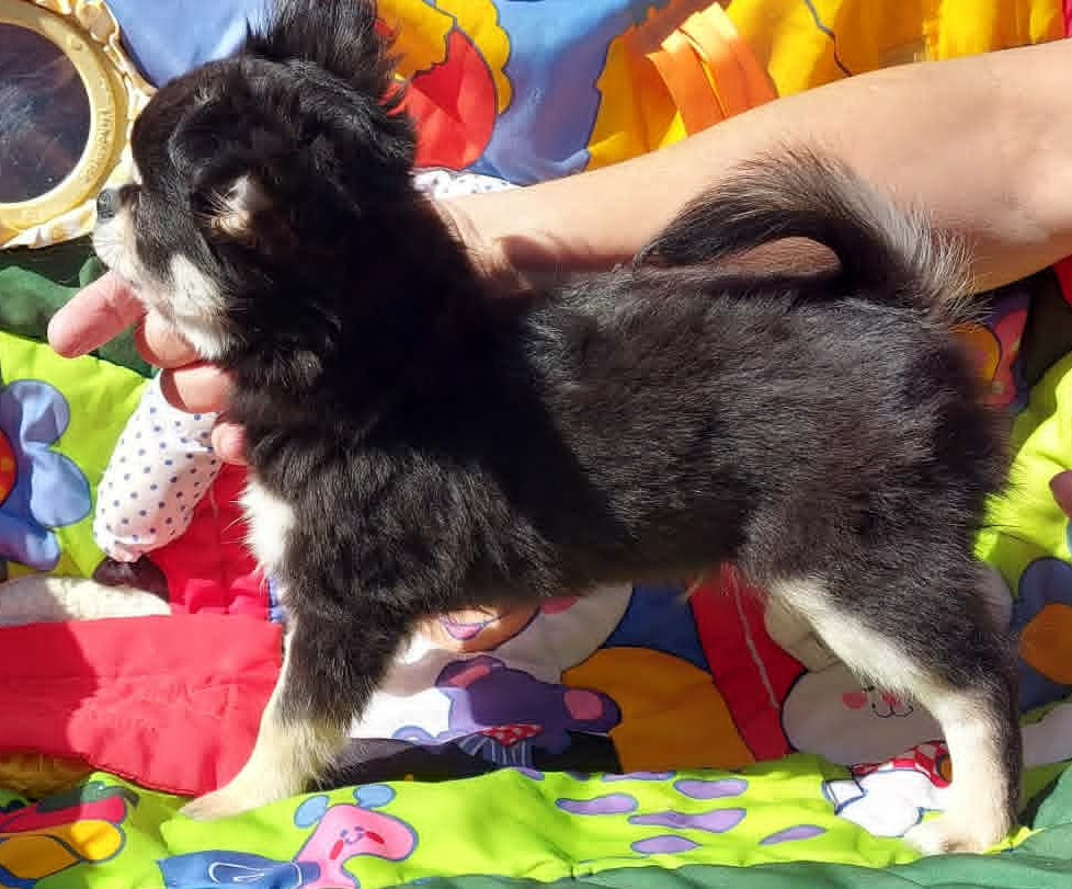 Du Doux Mystère - Chihuahua - Portée née le 13/02/2026