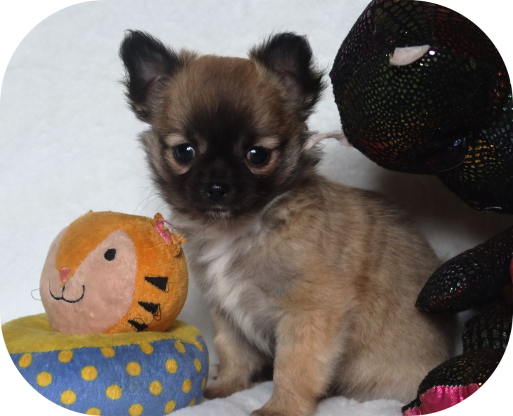 Du Doux Mystère - Chihuahua - Portée née le 14/03/2025