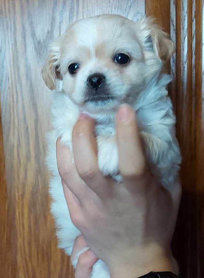 Du Doux Mystère - Chihuahua - Portée née le 10/01/2025